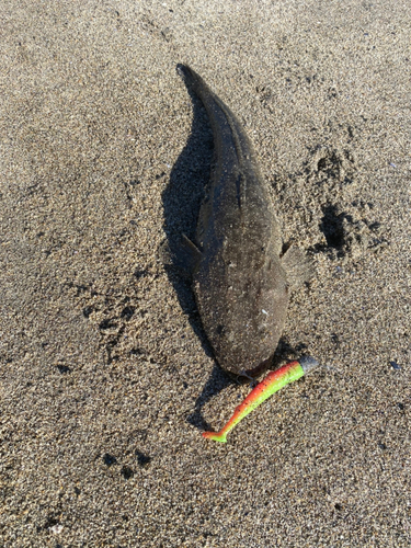 マゴチの釣果