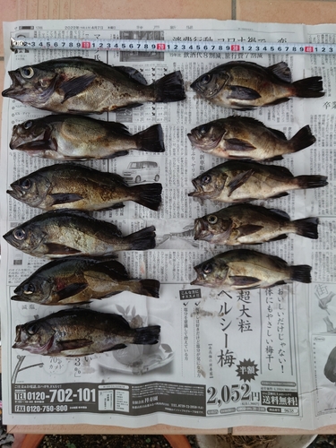 メバルの釣果