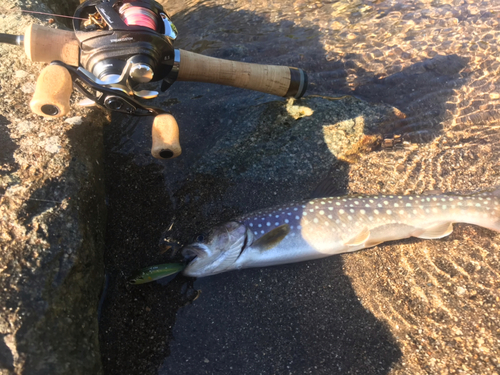 イワナの釣果