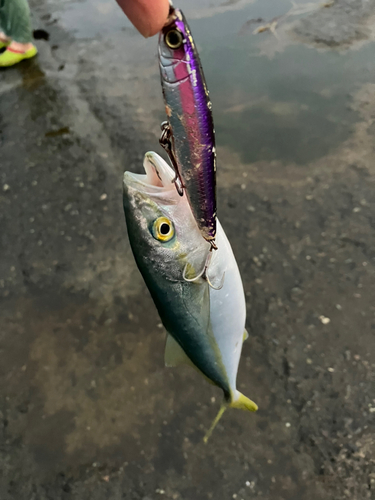 ワカシの釣果