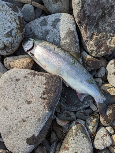 サクラマスの釣果