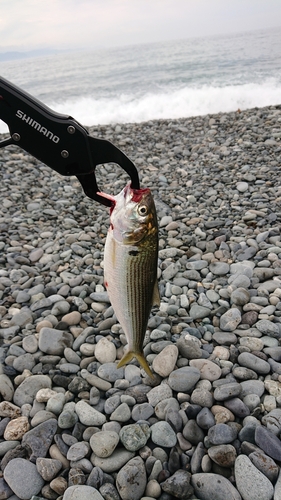 コノシロの釣果