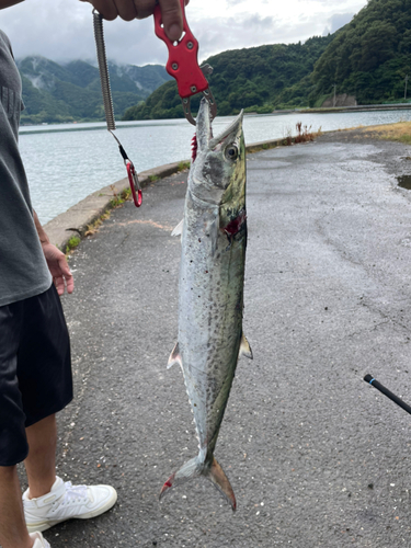 サゴシの釣果