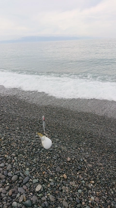 クサフグの釣果