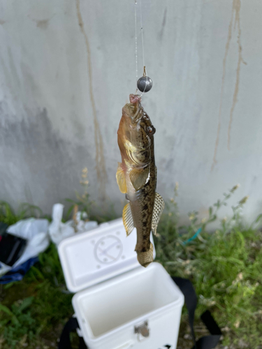 マハゼの釣果