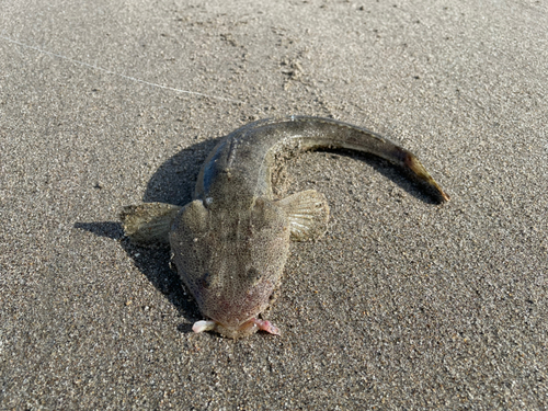 マゴチの釣果