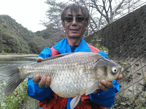 ヘラブナの釣果