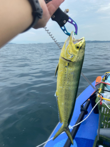 シイラの釣果