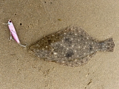 ヒラメの釣果