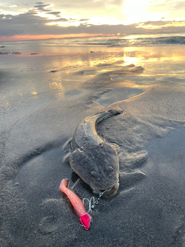 マゴチの釣果