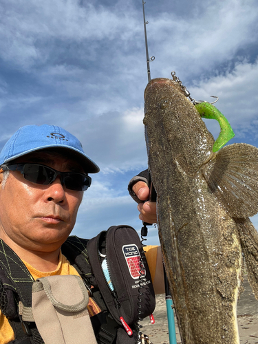 マゴチの釣果