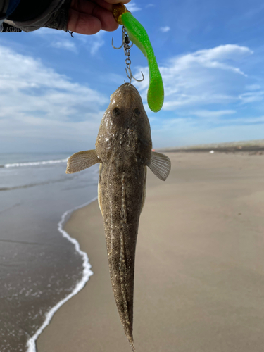 マゴチの釣果