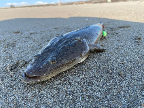 マゴチの釣果