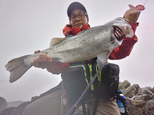 ヒラスズキの釣果