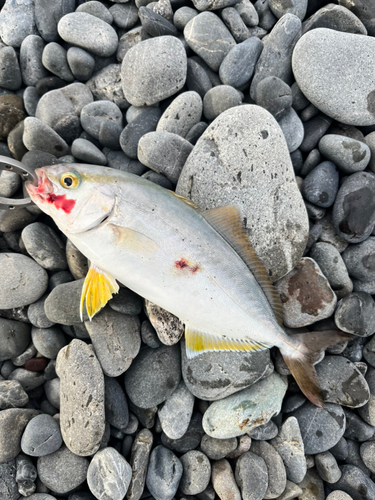 ショゴの釣果