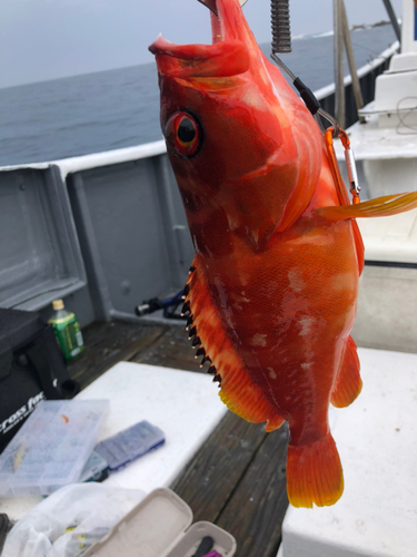 アカハタの釣果