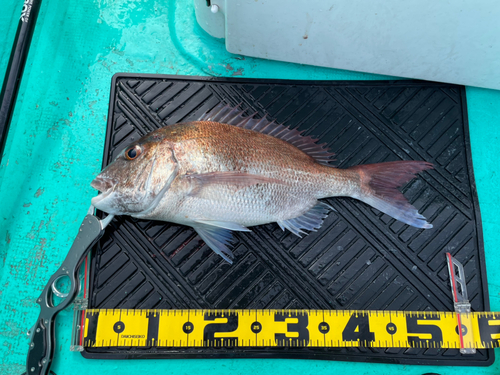 マダイの釣果