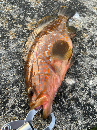 キジハタの釣果