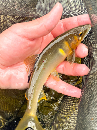 アユの釣果