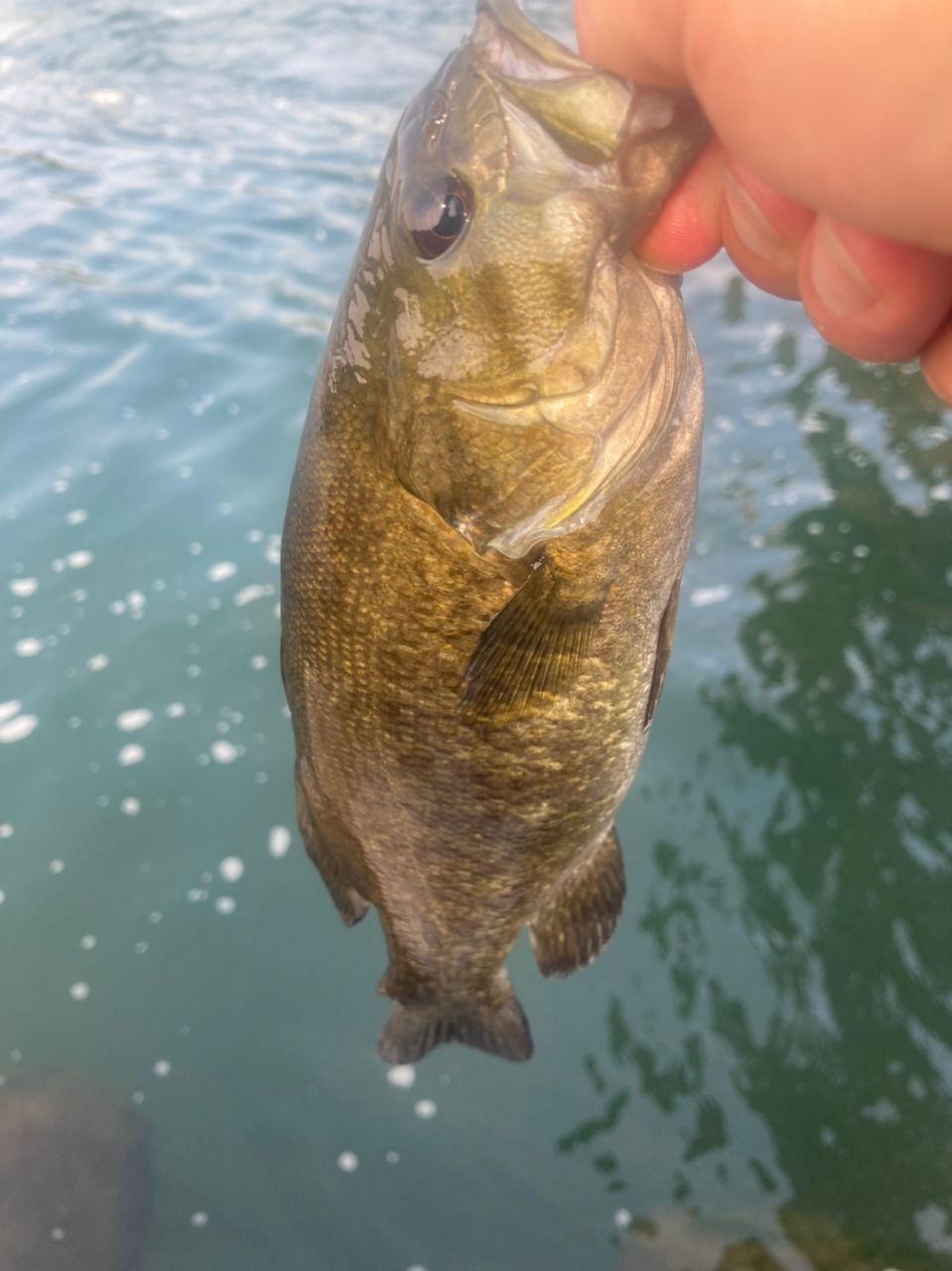 スモールマウスバス