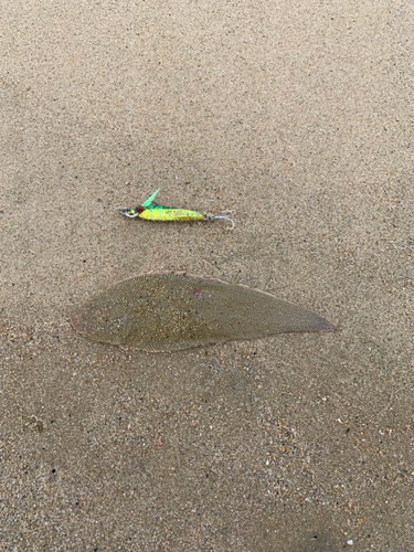 シタビラメの釣果