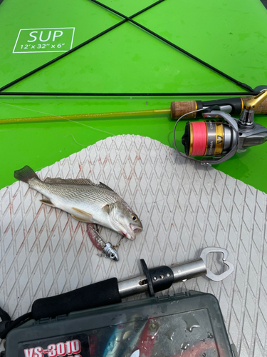 イシモチの釣果