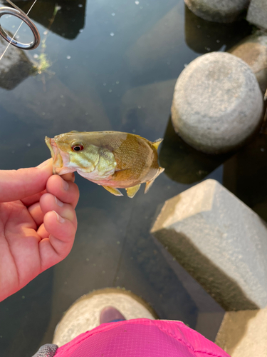 スモールマウスバスの釣果