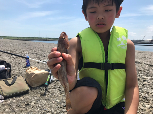 アイナメの釣果