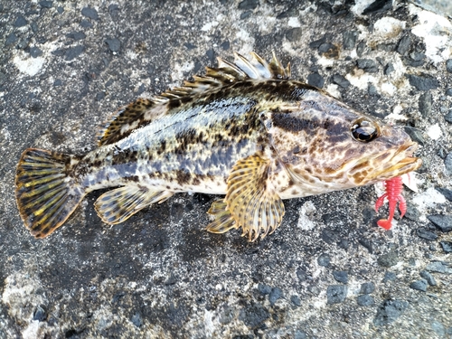 タケノコメバルの釣果