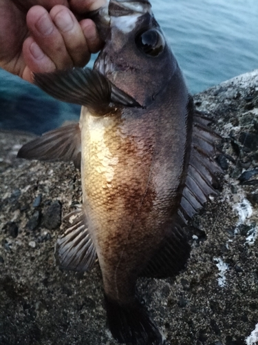 シロメバルの釣果