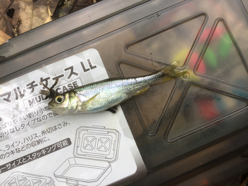 カワムツの釣果