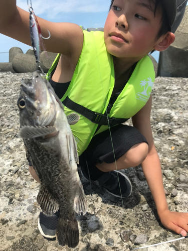 ソイの釣果