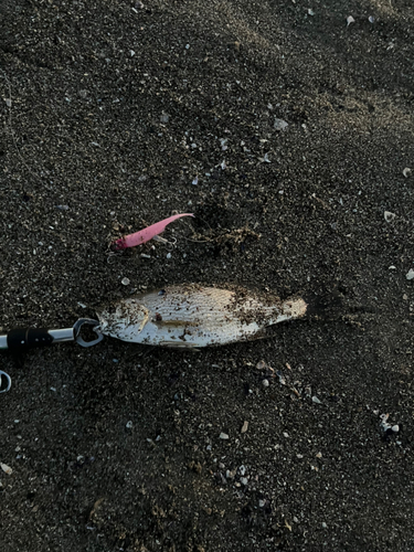 イシモチの釣果