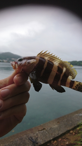 マハタの釣果