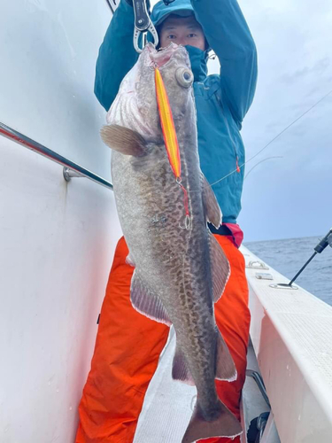 タラの釣果