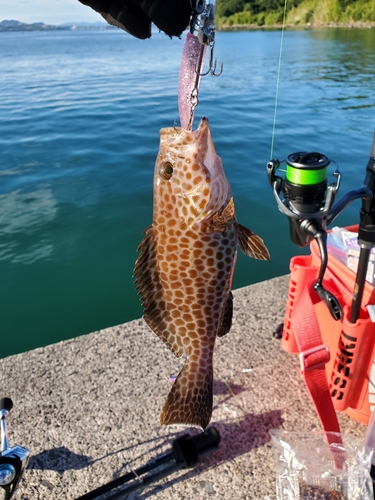 オオモンハタの釣果