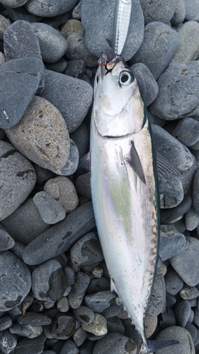 ソウダガツオの釣果