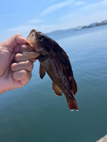 エゾメバルの釣果