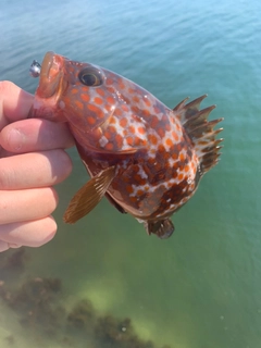 キジハタの釣果