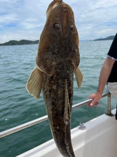 コチの釣果