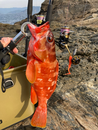 アカハタの釣果