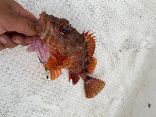 アラカブの釣果