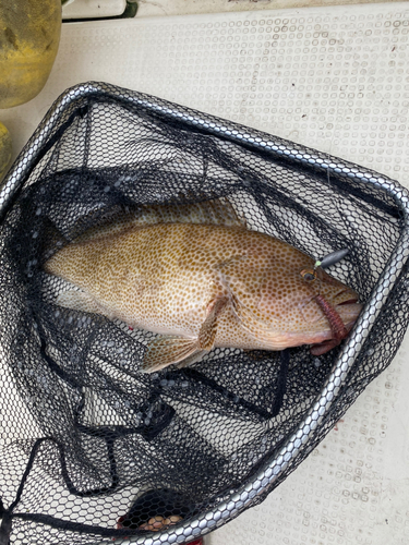 オオモンハタの釣果