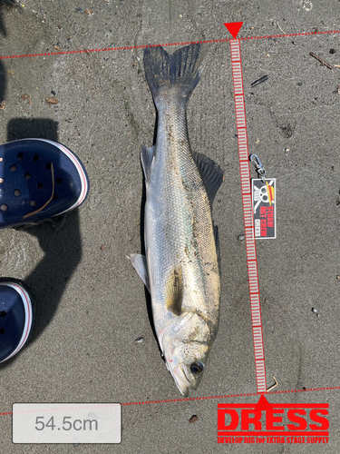 シーバスの釣果