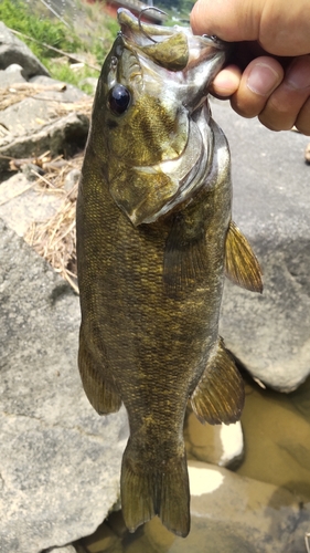 スモールマウスバスの釣果