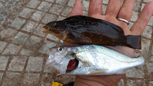 イシモチの釣果