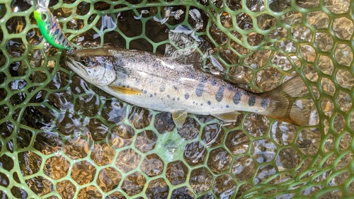 ヤマメの釣果