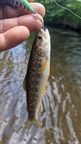 エゾイワナの釣果