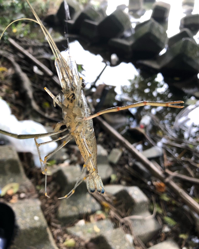 テナガエビの釣果