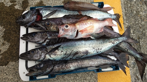 アカムツの釣果